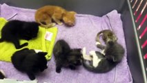 Une maman chat adopte un bébé écureuil