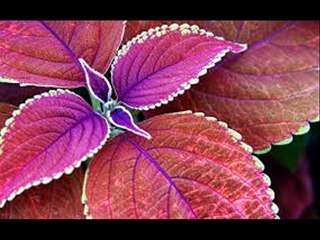 shaman ali merali songs    KAHROO LOOK  KHAAN  LEKAYIOON   lyrics  HAKIM ALI LUND