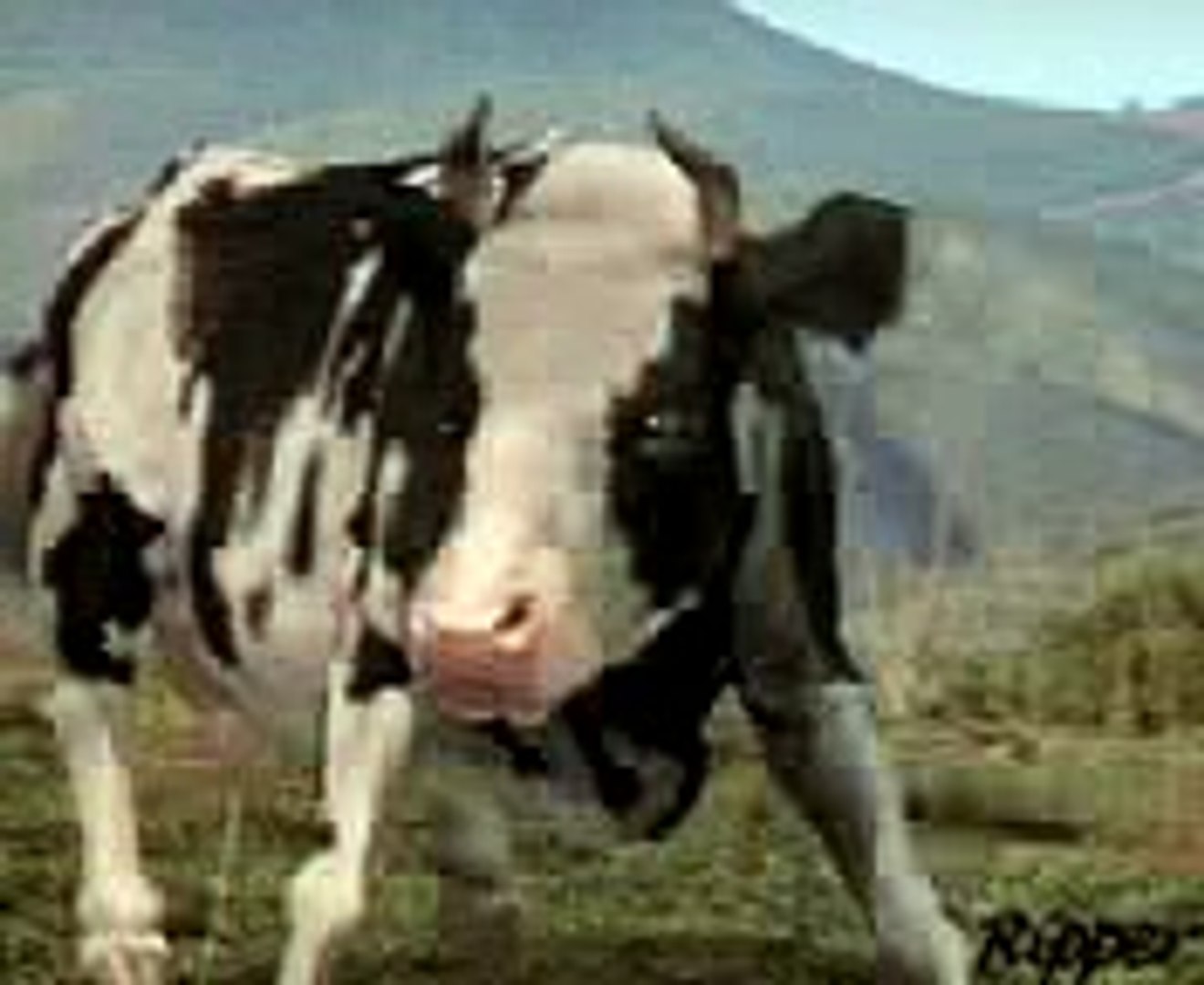 Cow Fight - video Dailymotion