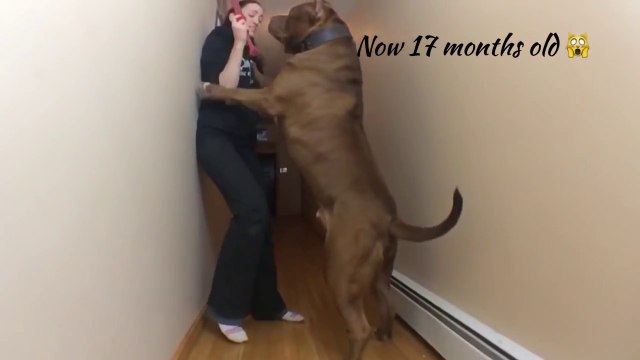 Hulk, le plus gros pitbull du monde