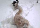 Dogs Prance Through Snow After Blizzard