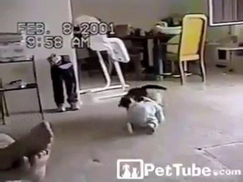 Funny Cat VS Baby