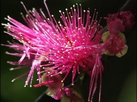 Martinique - 6 randonnées - Documentaire COMPLET