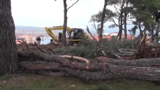 Bayramiç'te Asırlık Ağaçların İzinsiz Kesildiği İddiası