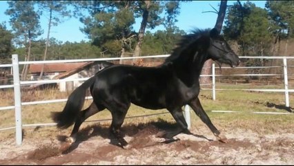 Chilkens photos rond de longe 09022015