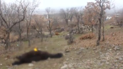 Yılkı Atları Av Tüfeğiyle Telef Edildi