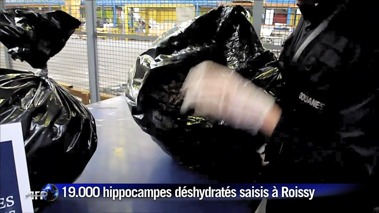 Près de 19.000 hippocampes déshydratés saisis à Roissy