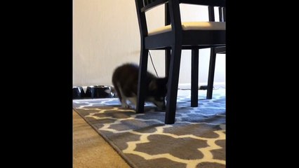 Husky puppy adorably plays with an ice cube