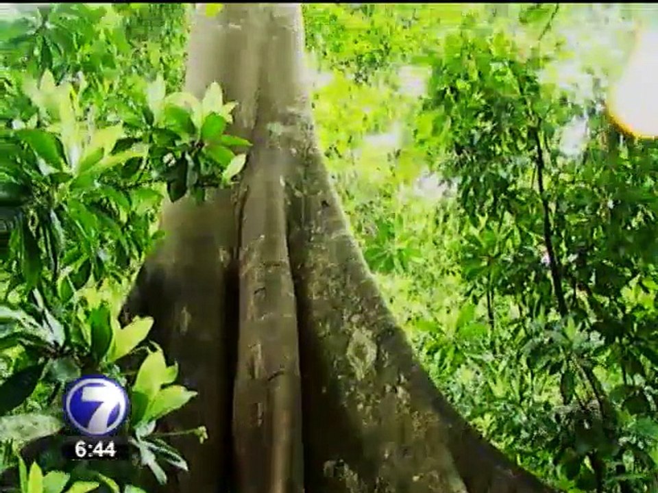 40 especies de árboles están en riesgo de desaparecer en el país