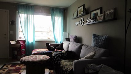 Hidden camera shows what dogs do while alone