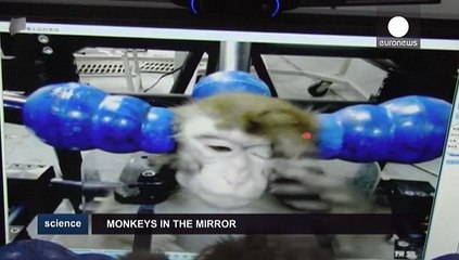 Gösteriş meraklısı olan tek canlı insanoğlu değil