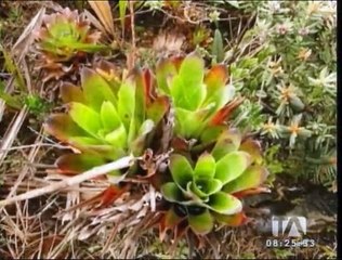 Descubren una nueva especie de anfibio en la Cordillera del Cóndor