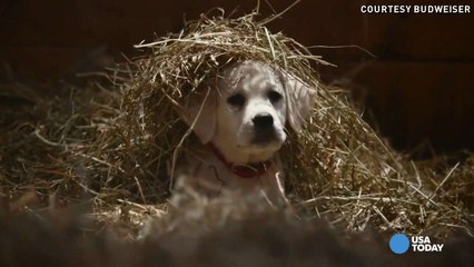 These are the Super Bowl ads everyone's talking about