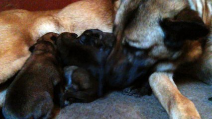 Be Aware H's @ Brutpflege / Brood Care - Part 1