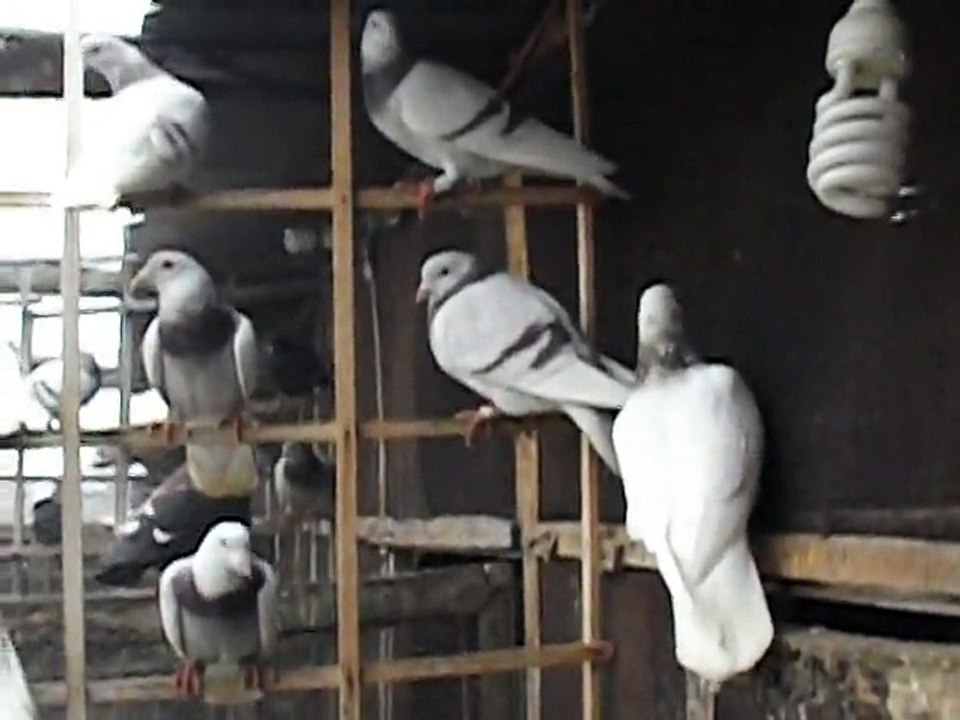 Pervaiz Dogar (Pagi)