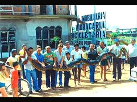 Biggest Snakes in the World, Man Eaters,Anacondas,Pythons