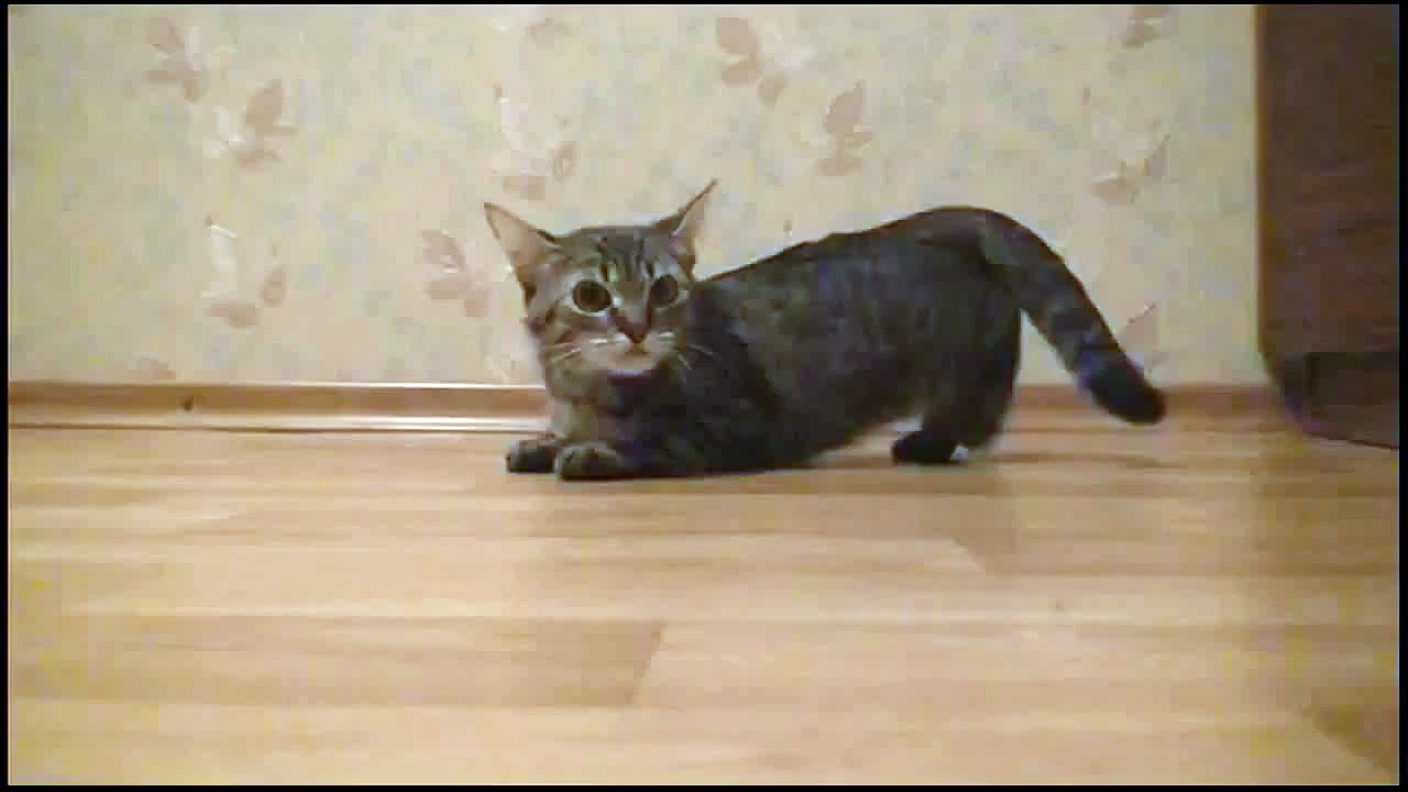 Funny kitten makes sports start - Котенок стартует - прикол !
