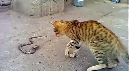 Amazing Video, Cat Fight With Snake