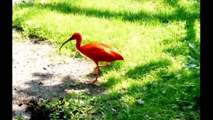 A Pairi Daiza en Belgique.
