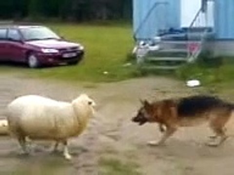 Sheep and dog fight for ball - Баран и собака дерутся за мяч !