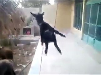Eşekteki Rahatlığa  Bak Hayatı Tesbih Yapmış Sallıyor