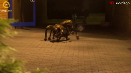 Mutant Giant Spider Dog