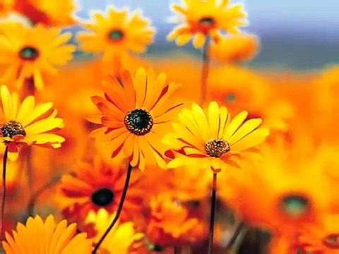 Gul Az Rukhat Aamokhta Umme Habiba Naat From Adnan Chamkani (With Eng and Urdu Translation)