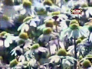 Pattah Pattah Boota Boota