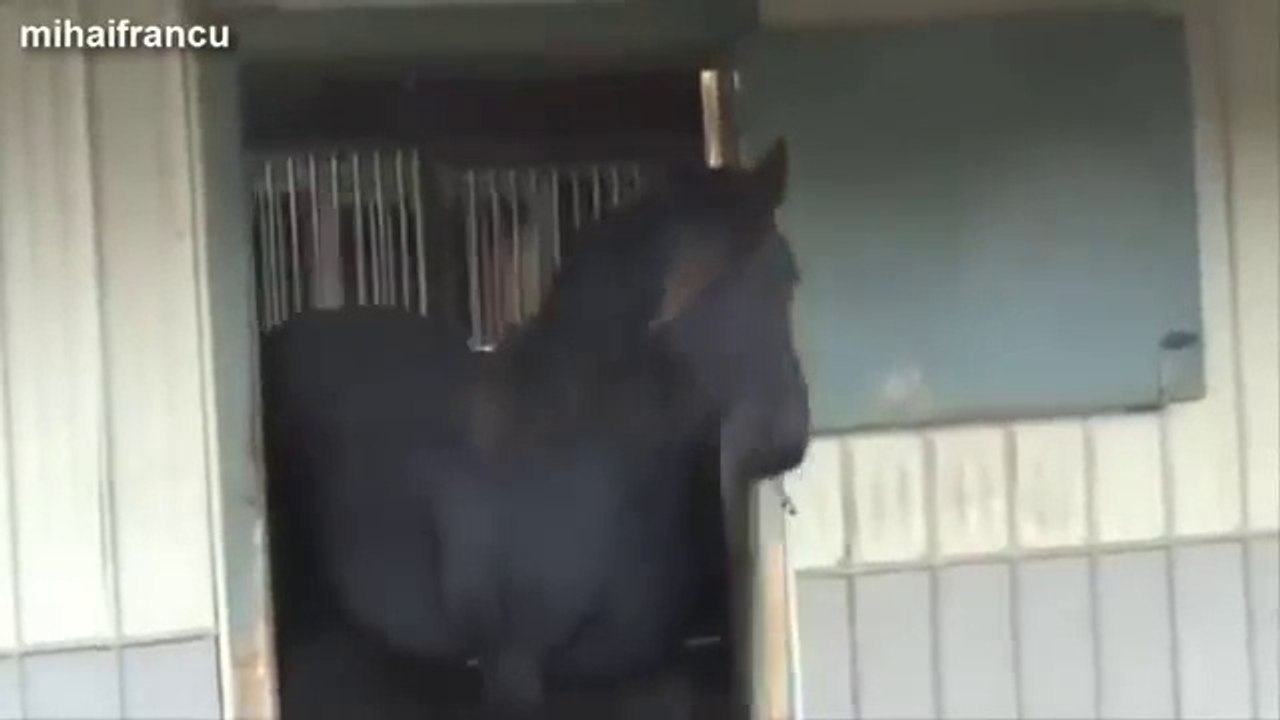 Top 10 Funny Horse Videos