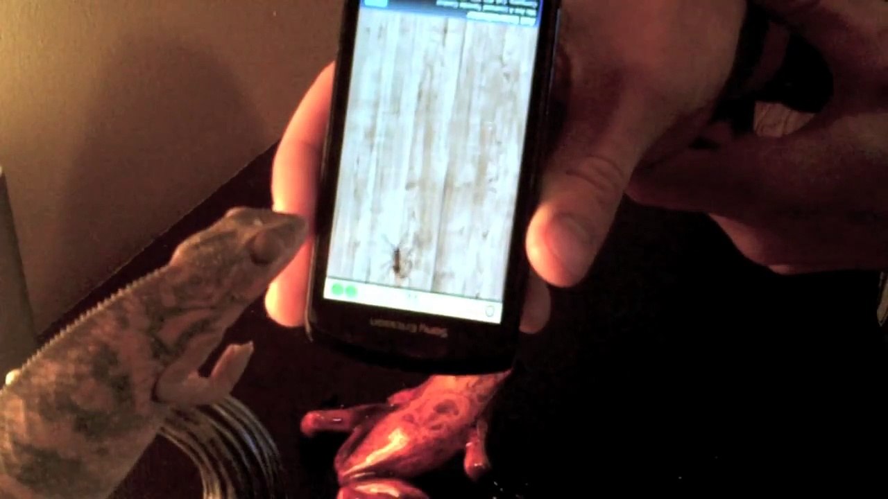 Chameleon vs Digital Ants - Хамелеон и Цифровые муравьи !