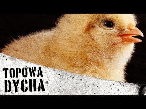 10 faktów, które zrobią z ciebie wegetarianina [TOPOWA DYCHA]