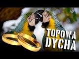 Topowa Dycha - 10 najdziwniejszych rozwodów (feat. Stylizacje)