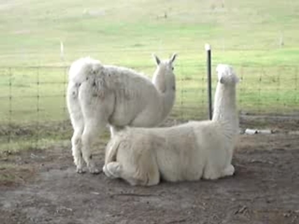 Le lama