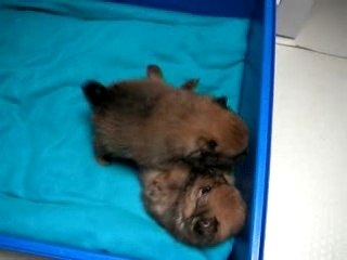 Rapsodie - portée du 06.02.2007