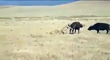 vidéos drôles - passer le temps (70)