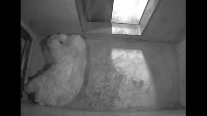 Antibes: un bébé ours polaire est né à Marineland