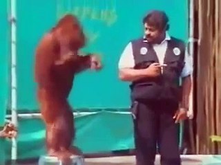 Funny Naughty Monkey.!!!Must Watch - Amazing Video