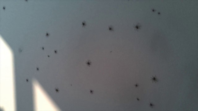 When thousands of Spiders infested your apartment!