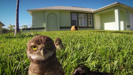 Descargar video: Hilarious Owls Dancing