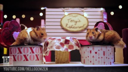 Des hamsters se font un diner pour la St Valentin! Adorable...