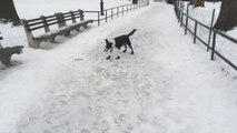 Karma's revenge : Guy Slips On Ice After Laughing At Dog Who Slipped