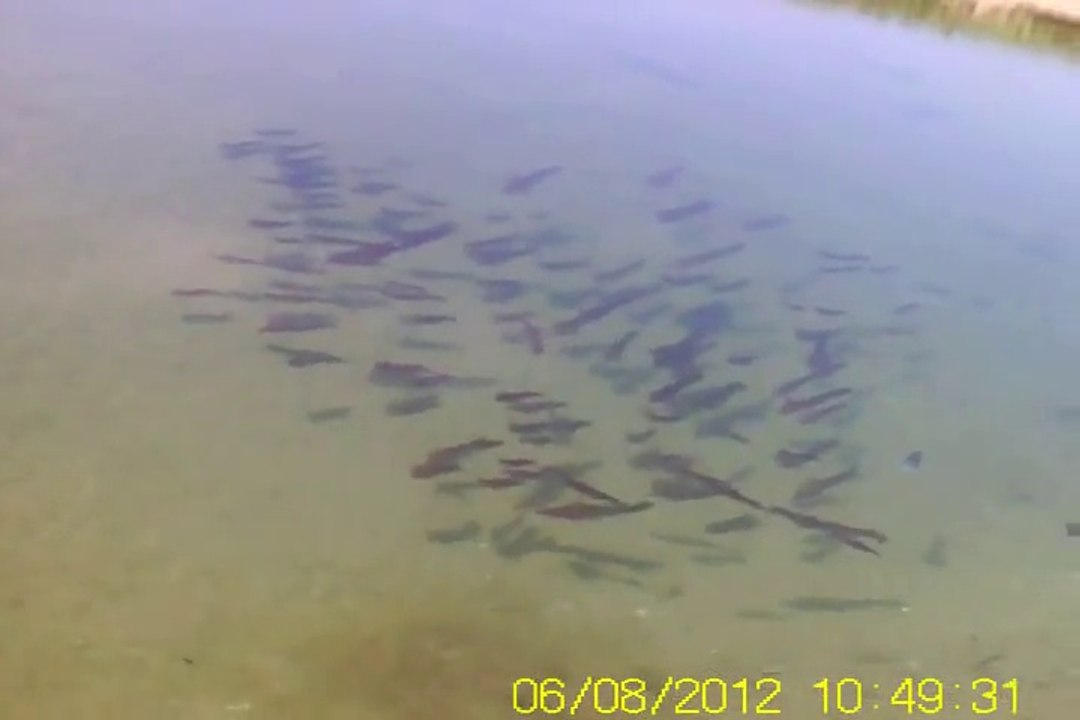 SQUID Trapped In A Tidal Pool