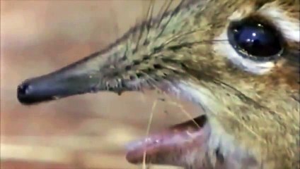 Funny animal with big Snout singing "phantom of the opera"