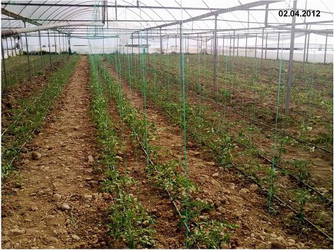 Doğal Gübre CitoCop Ürün Denemesi - tohumgubre.com