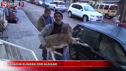 Vaşağın elinden zor aldılar
