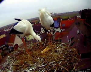 09.02.15  Mamours / Liebkosigkeiten