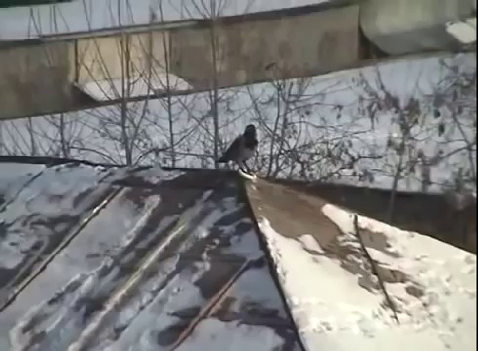 Magpie bird Skiing on roof - Сорока катается на крыше