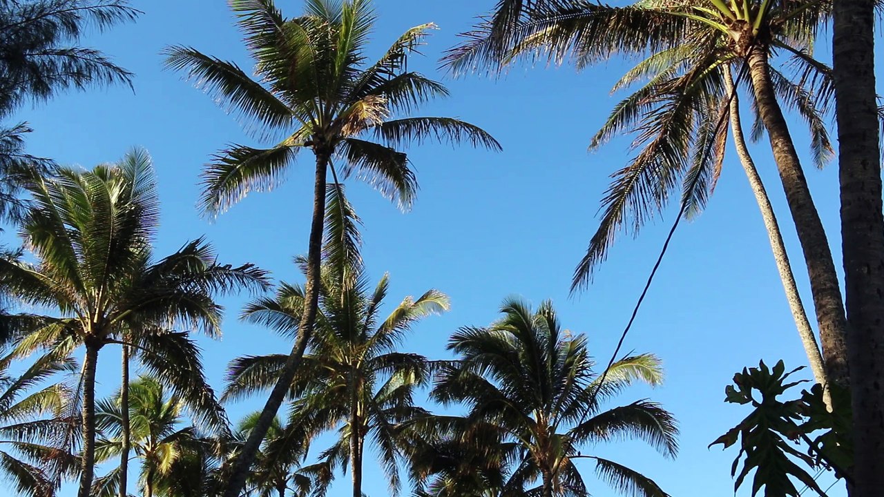 Les sessions solides de Jérémy Florès sur le North Shore