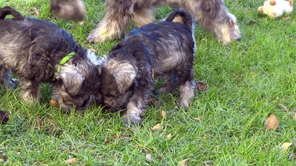 violette schnauzer nain à 7 semaines