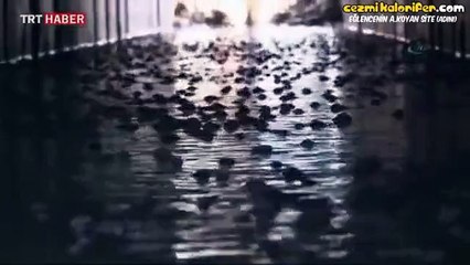 Çıkardıkları Sesle Kurtulan Balıklar - Adana